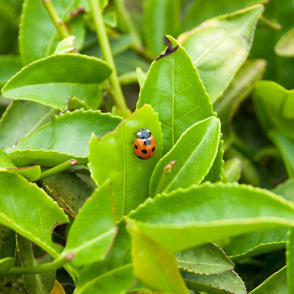 Ladybug Bugs in organic tea fields The Tea Crane Flickr