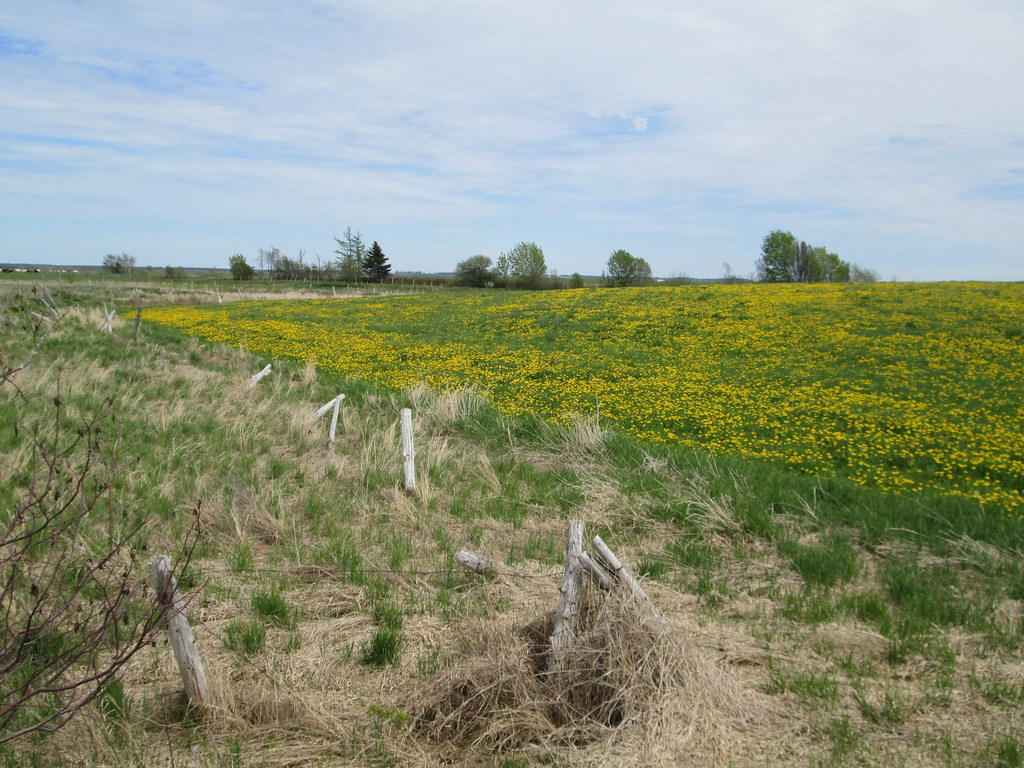 Middle Sackville, NB May 22, 2017. TransCanada Trail Larry Flickr