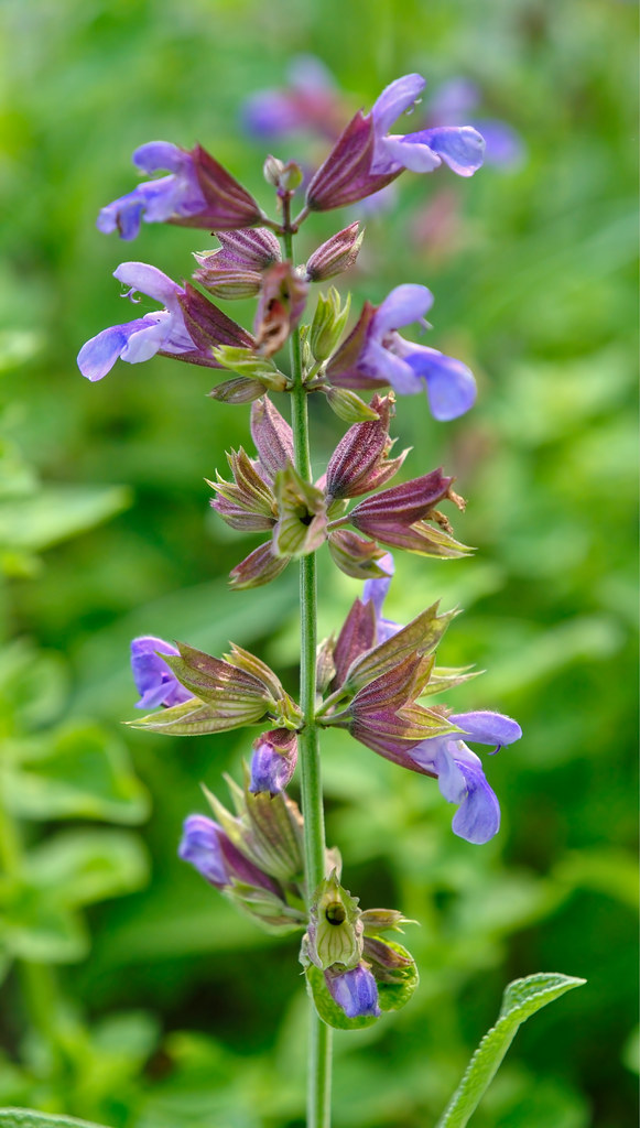Sage Flower When the culinary herb Sage is allowed to flow… Flickr