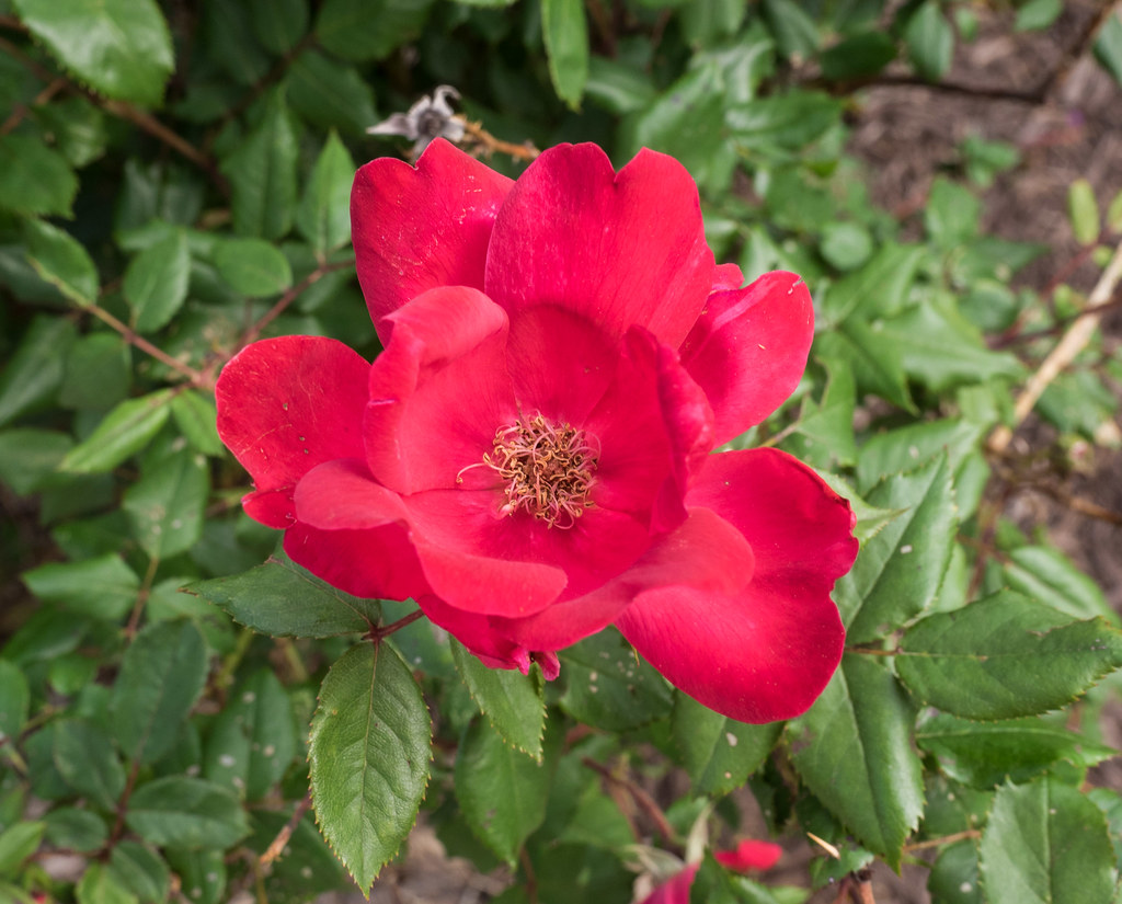 Rosa 'Radrazz', 2017, KNOCKOUT™ Shrub [Rose] "Rosa 'Radraz… Flickr