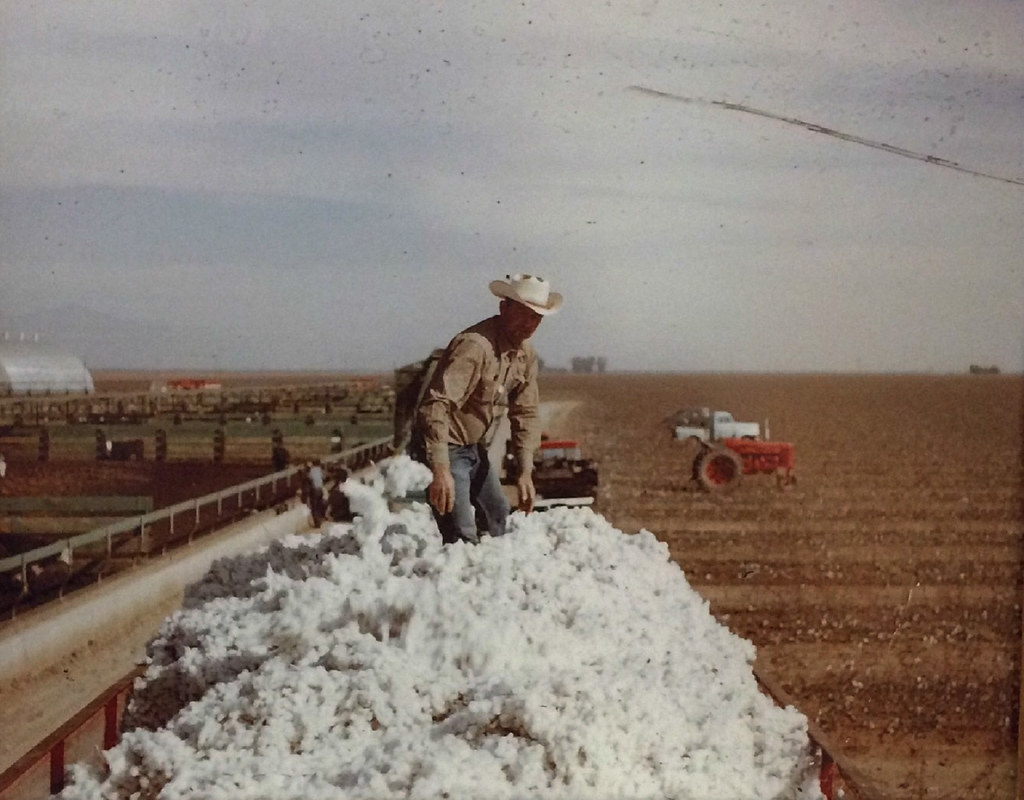 Arizona Cotton Cotton harvest Gilbert, Arizona Circa 1960'… Midnight Believer Flickr