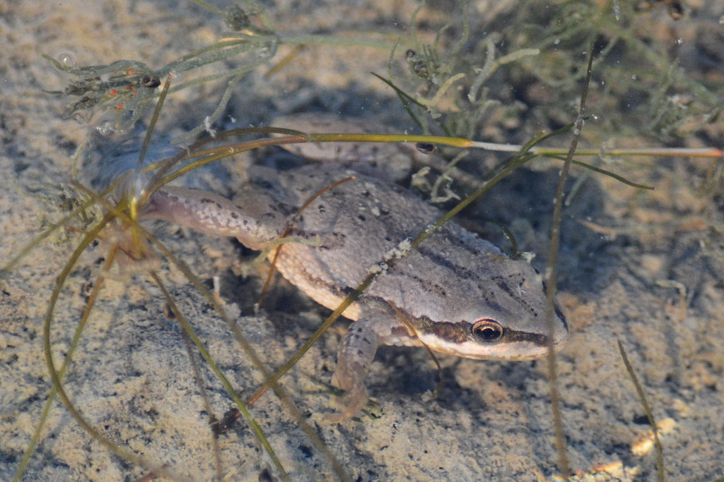 Boreal Chorus Frog Boreal Chorus Frog (Pseudacris maculata… Flickr