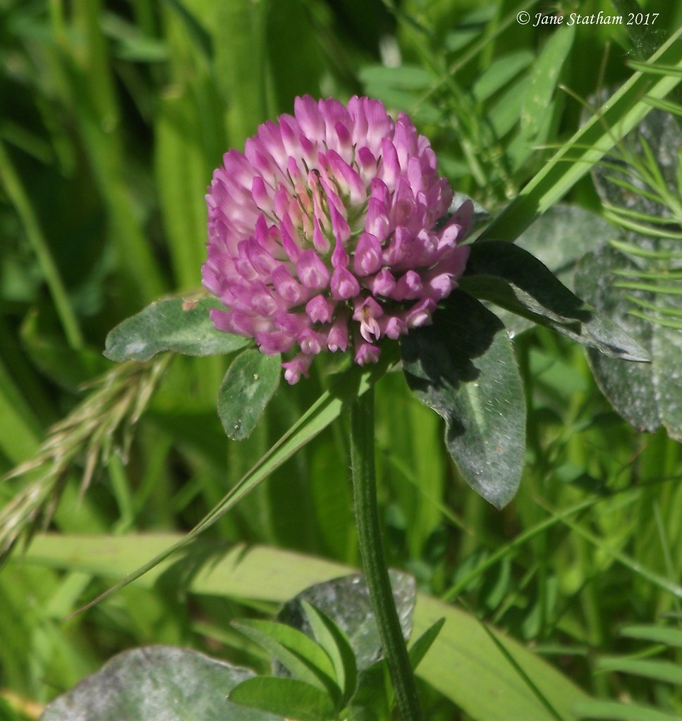 {ID Given} A wild flower A Red Clover flower Trifolium… Flickr