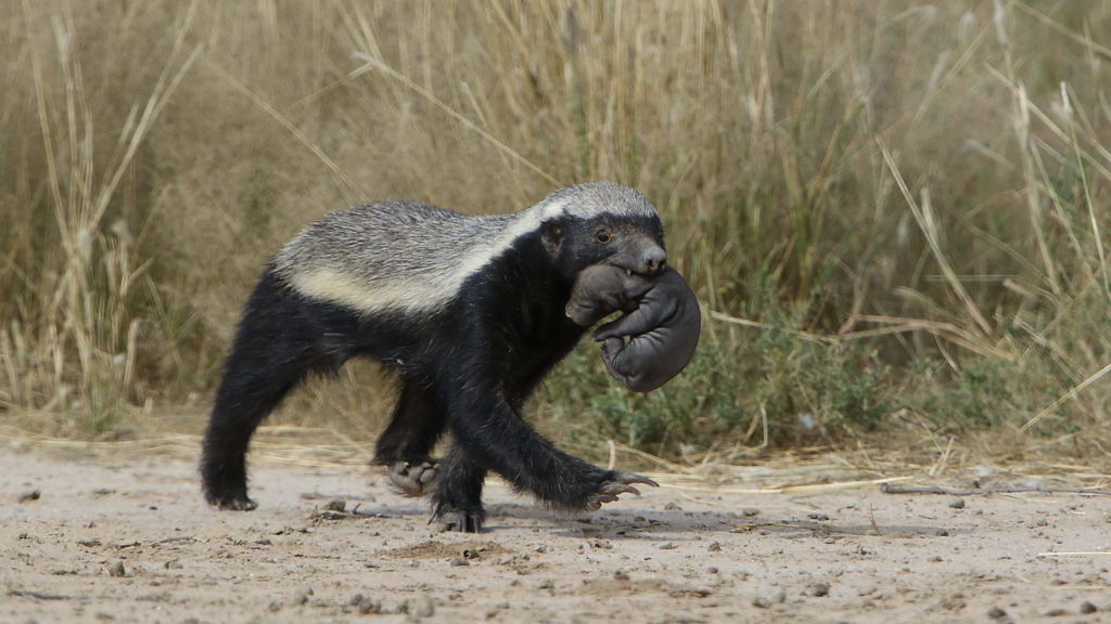 Honey badger, Mellivora capensis, carrying young pup in he… Flickr