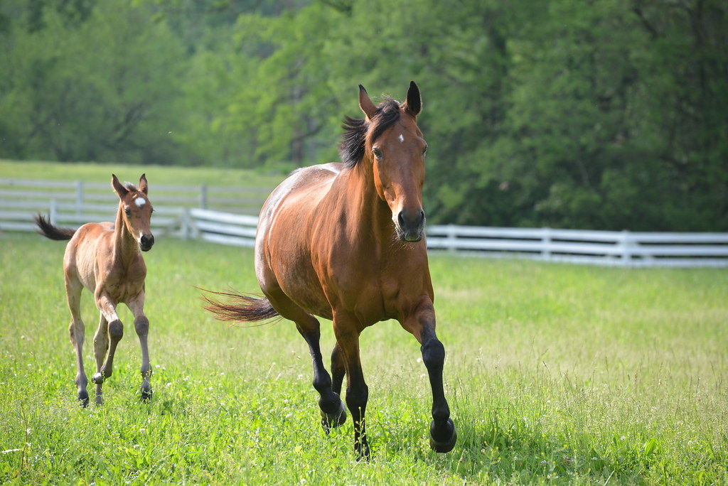 WalnutCreek_20150517_24 Walnut Creek Stables Barn Baby Flickr