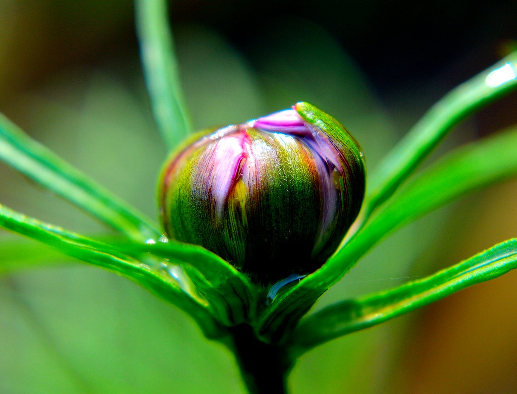 Cosmos flower bud about to burst open Gary Rydz Flickr