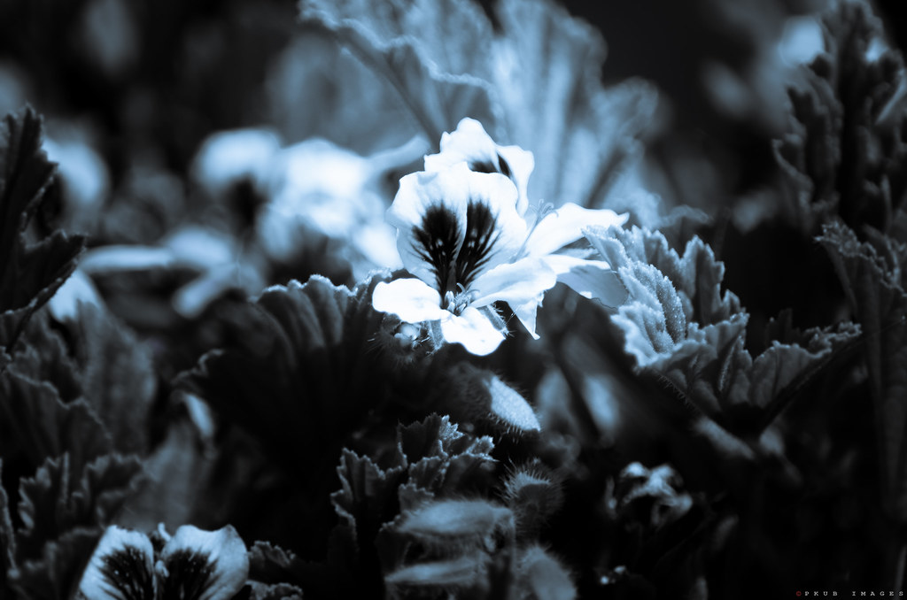 Moonlight Flowers PKub Flickr