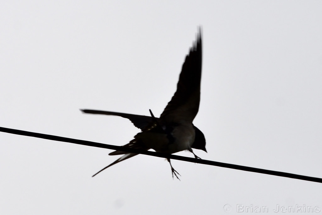 House Martin Delichon urbica. Brecon Beacons National Park… Flickr