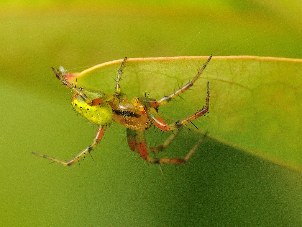 Araniella cucurbitina Cucumber Green Orb Spider, male Aran… Flickr