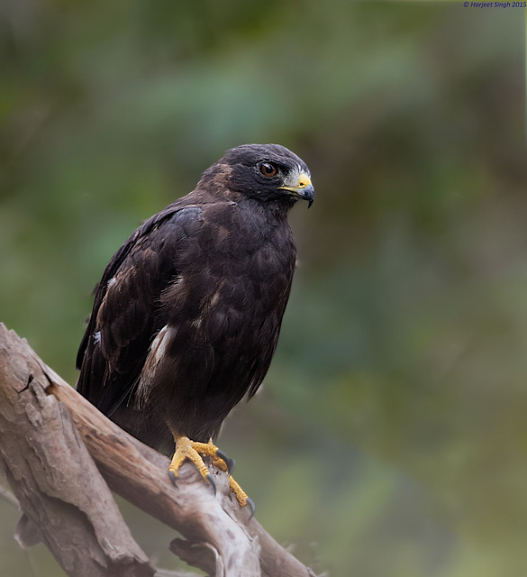 Flickriver Photoset Black Hawk' by Sarbhloh/Harjeet