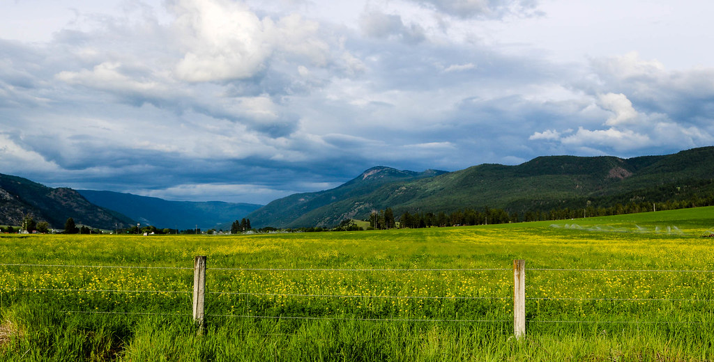 Canola field Westwold, B.C. I had been seeing these yellow… Flickr