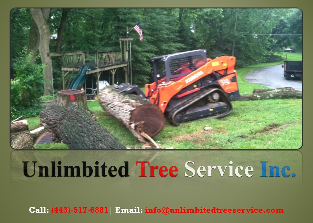 Best Tree Care and Tree Service Baltimore, Maryland Flickr