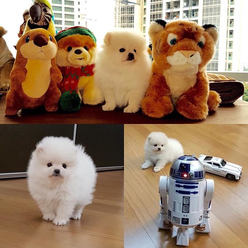 Jual Micro Mini Pomeranian . Nama Atom Sex Jantan DOB
