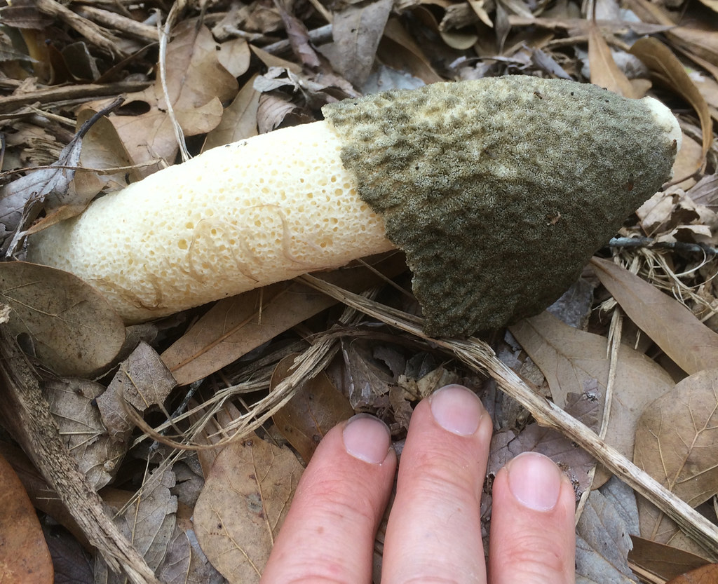 Are Stinkhorn Mushrooms Poisonous To Dogs