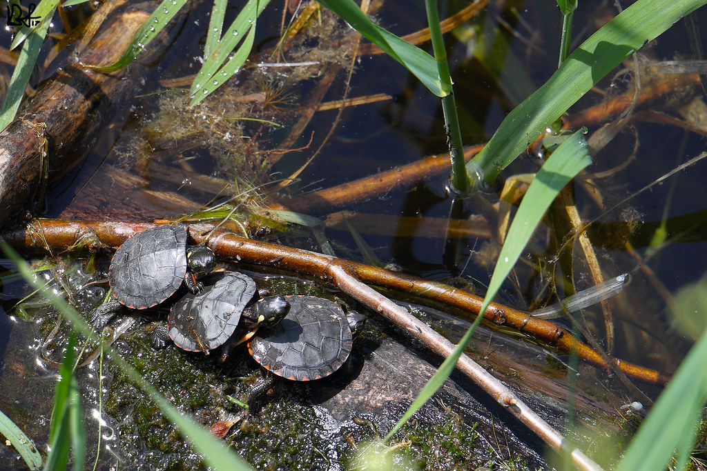 Baby Painted Turtles A quartersized turtle is worth more … Flickr