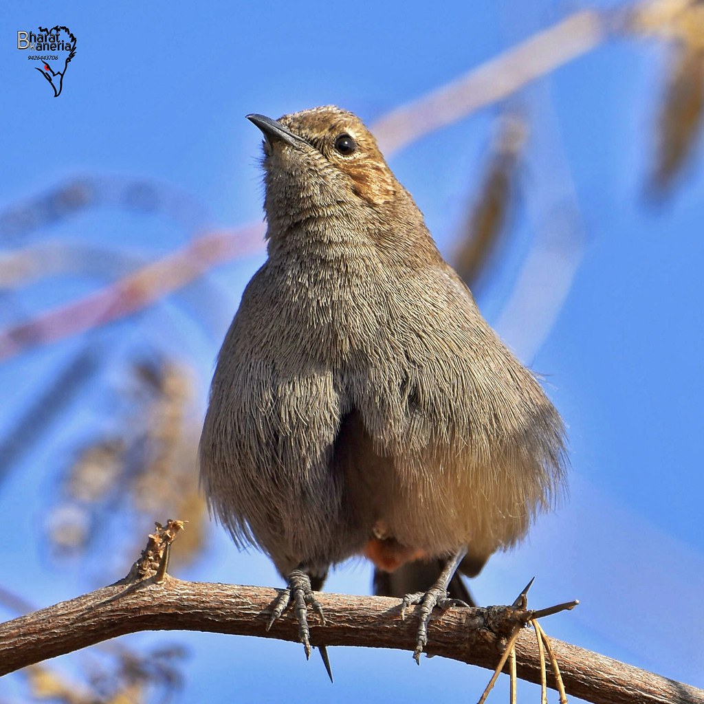 Healthy cutie pie birds bird indianrobin natural natu… Flickr