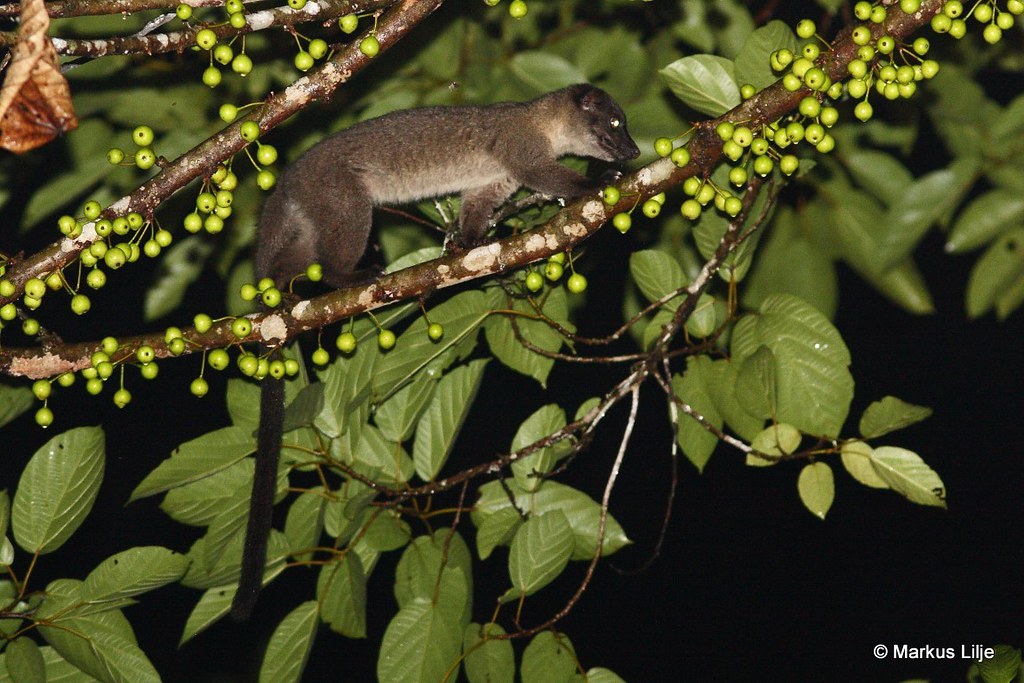 Smalltoothed Palm Civet Markus Lilje Flickr