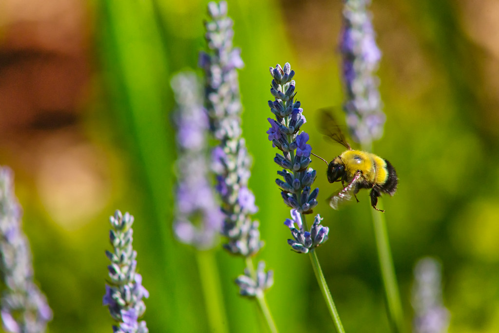 flight of the bumble bee Beau Finley Flickr