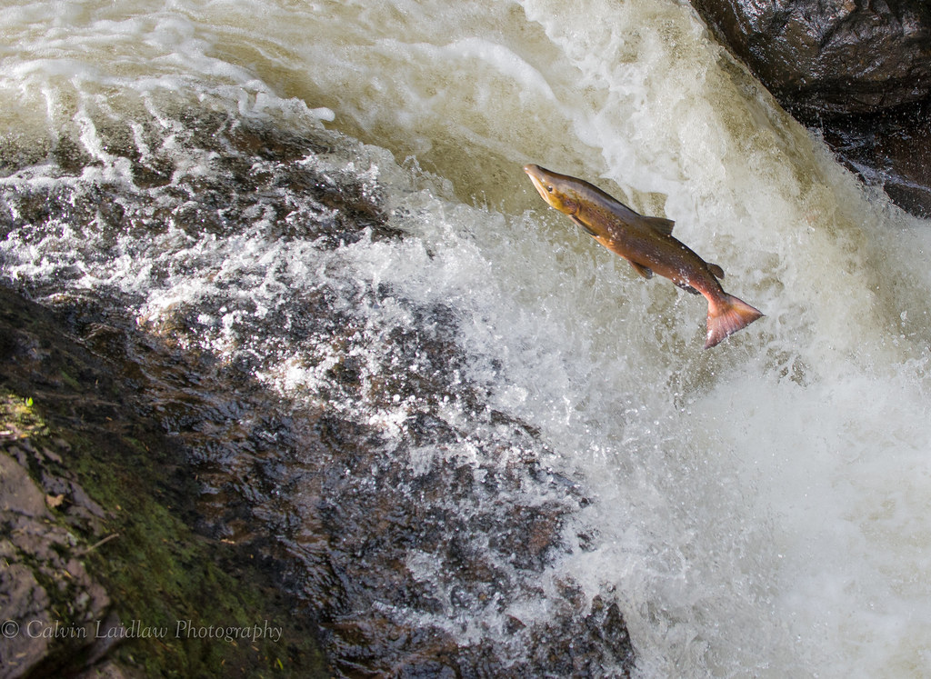 Salmon Salmon Jumping Buchanty Spout calvin laidlaw Flickr
