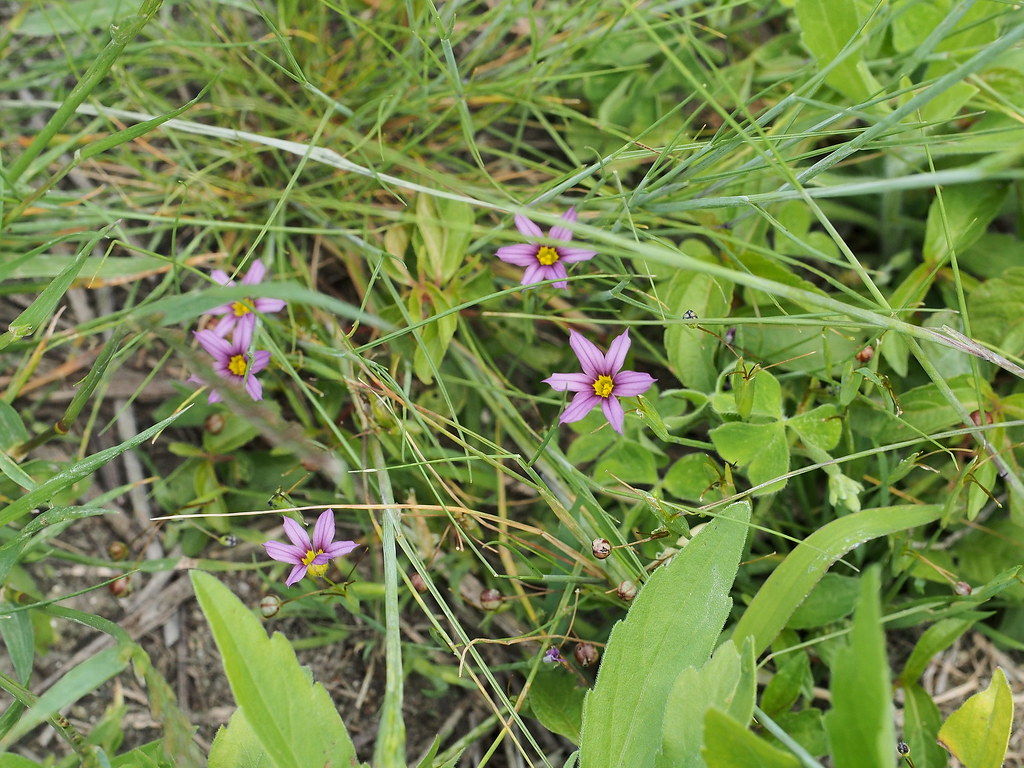 Annual blueeyed grass (Sisyrinchium rosulatum, ニワゼキショウ, 庭… Flickr