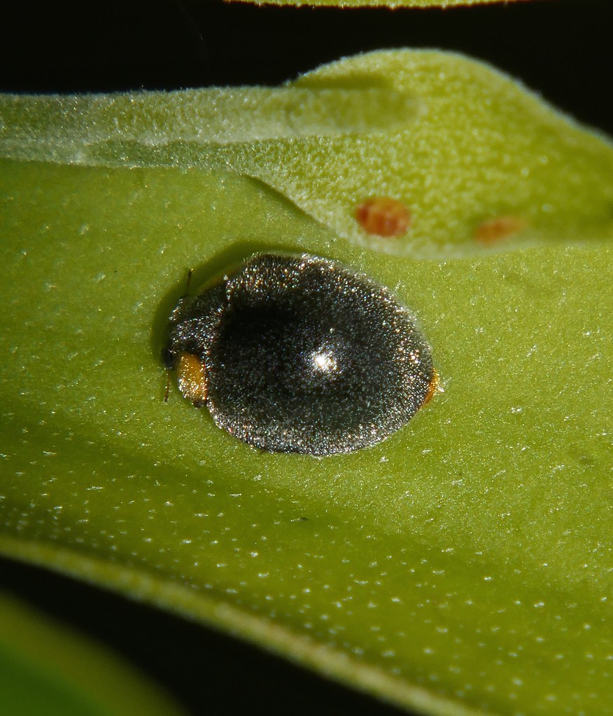 Yellow Shouldered Ladybird Apolinus lividigaster Coccinell… Flickr