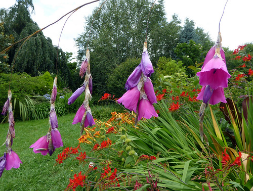 Dierama pulcherrimum (Hook.f.) Baker 1877 (IRIDACEAE) Flickr