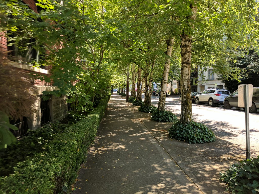 A walk in the forest? Mature street trees provide shade an… Flickr