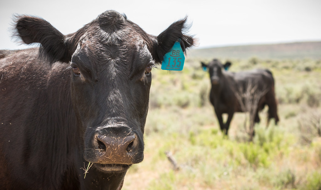 Livestock Grazing on Public Lands Cattle grazing in an all… Flickr