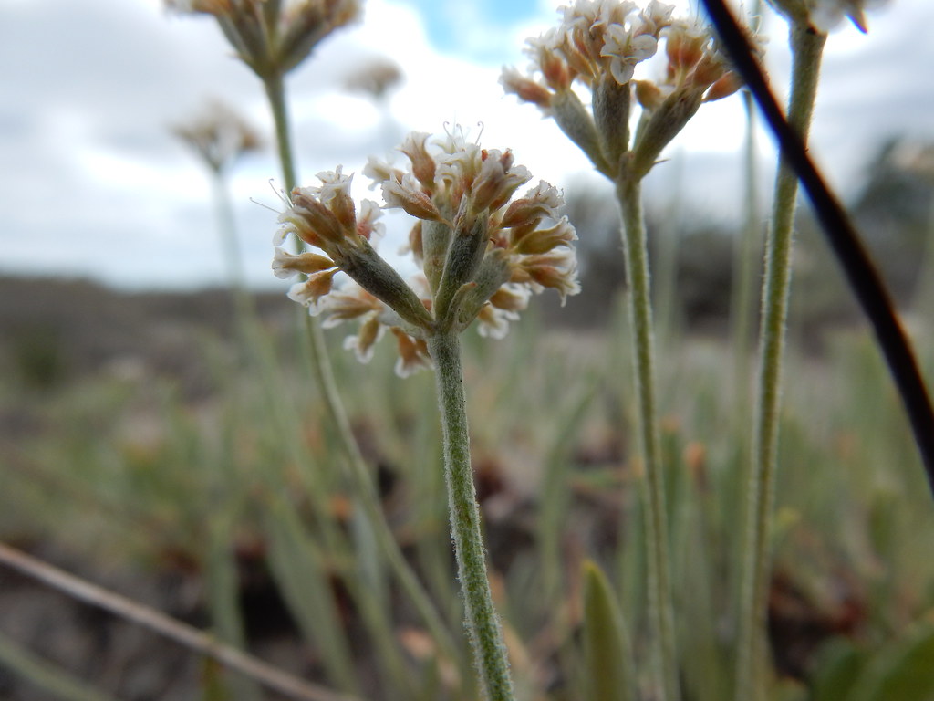 Eriogonum pauciflorum This buckwheat is distinctive becaus… Flickr