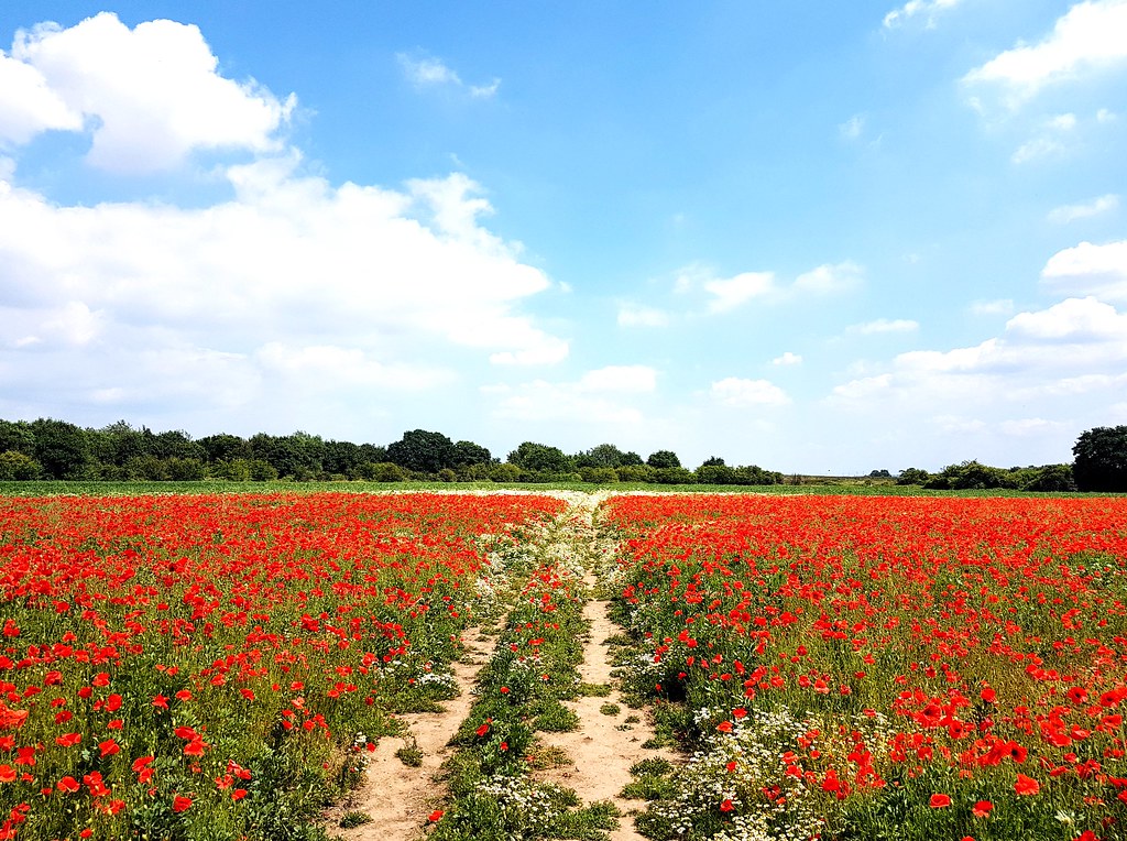 East Tilbury Poppies and daisies. matthew slade Flickr