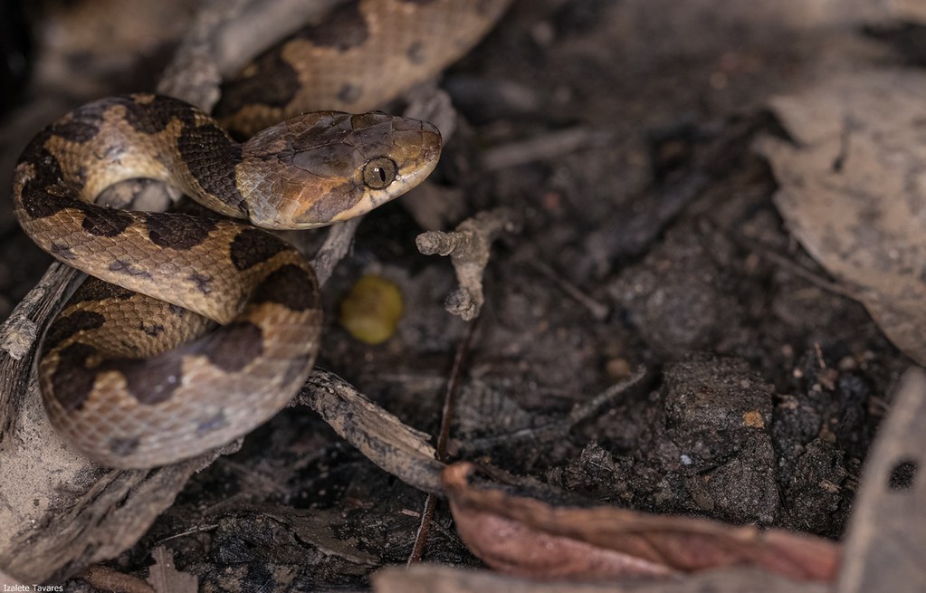 serpenteolhodegatoanelada (Leptodeira annulata) Flickr