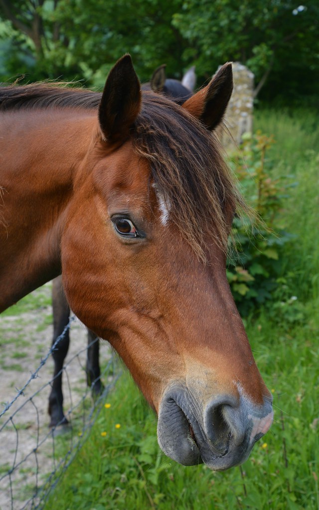 Horse, Edburton Road, West Sussex Barry Marsh Flickr