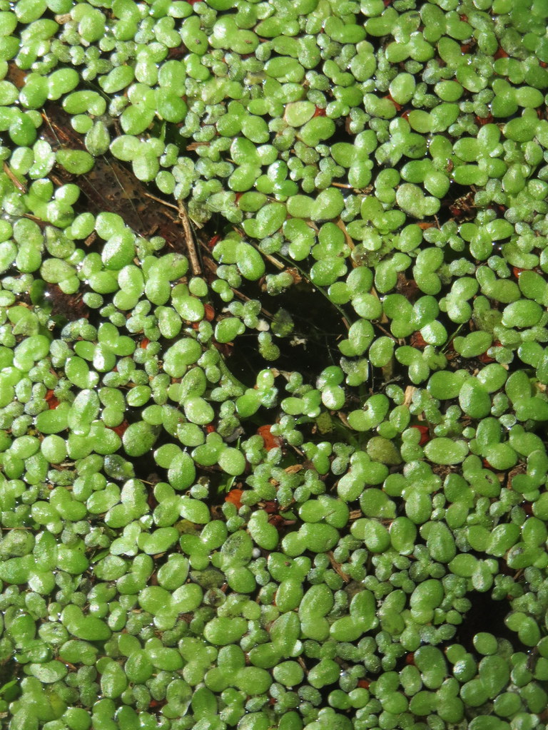 duckweed (Plants of the Middle Rio Grande Bosque) · iNaturalist