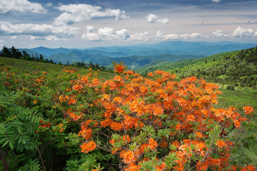 Roan Mountain (North CarolinaTennessee State Line) Flickr