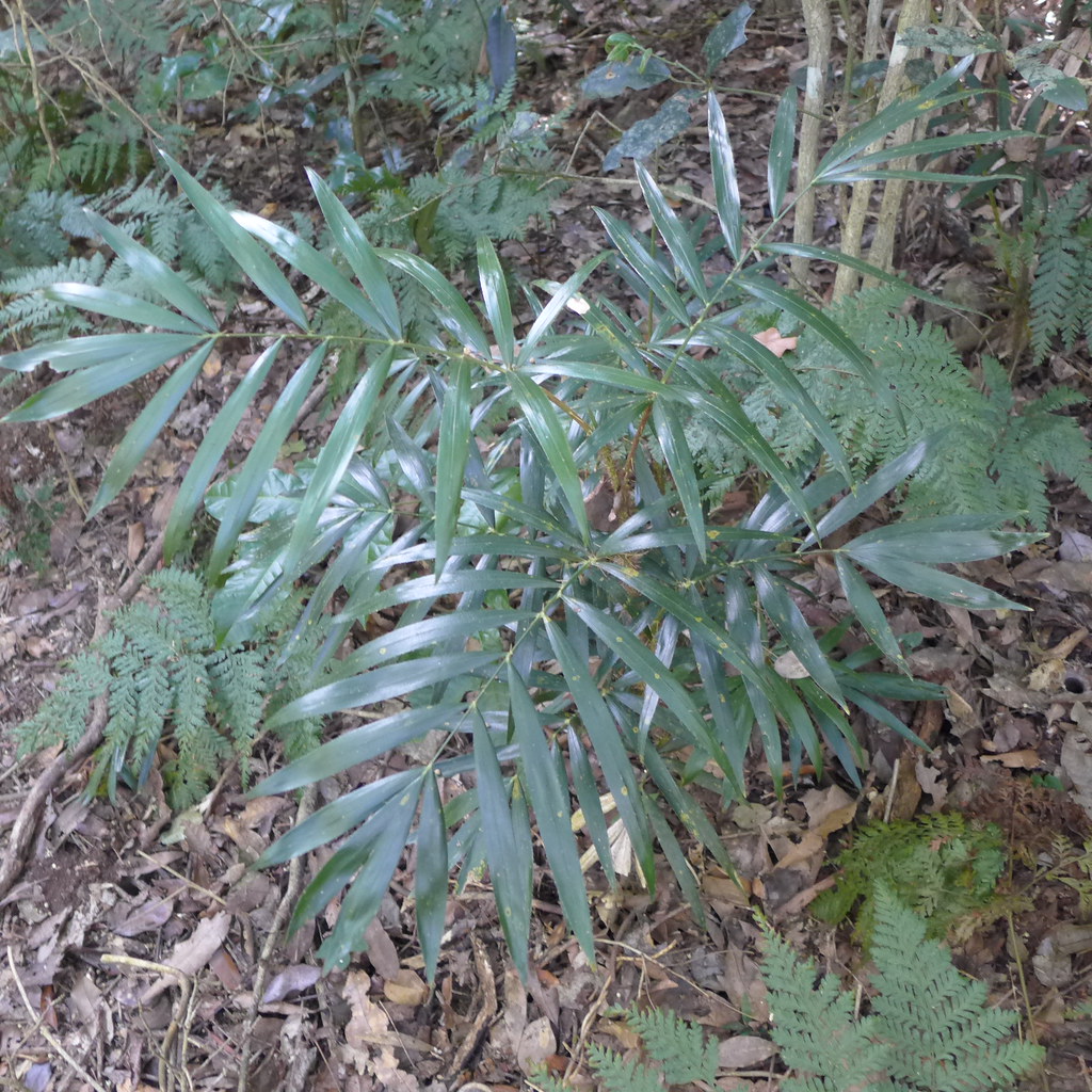 Young Calamus australis (rattan palm) d'Aguilar National P… Flickr