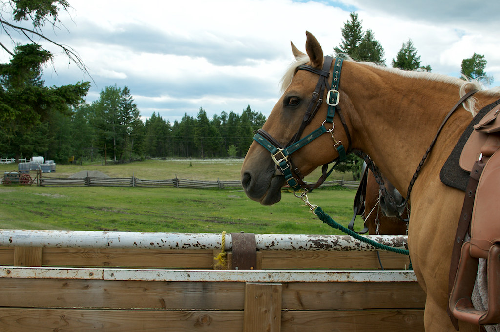 Spruce Hill Ranch 108 Mile House Rebecca Bollwitt Flickr