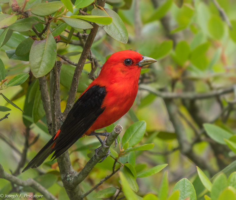Scarlet Tanager / Piranga olivacea photo call and song