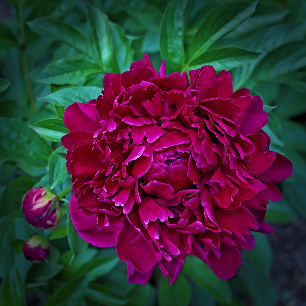 Guelph Ontario Canada Guelph University Arboretum Da… Flickr