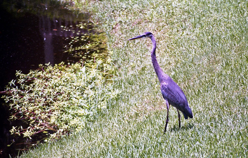 Hilton Head Island Bird 3 Minolta SRT 202 Fuji Color 200 Flickr