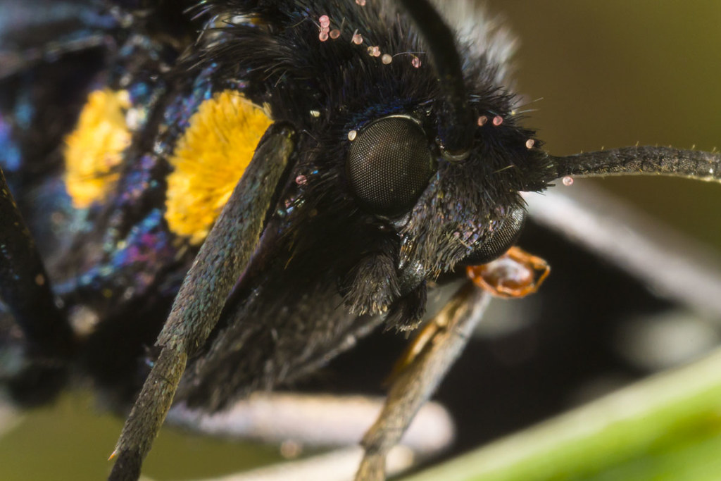 Amata phegea closeup Taken near Amay, AO Italy stefano tartarotti