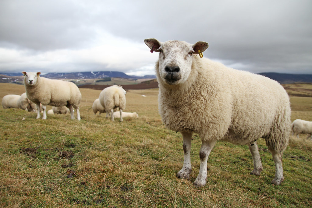 afrc.mc.24.1.2017 (7) Sheep at Mains of Fincastle Farm nea… Flickr