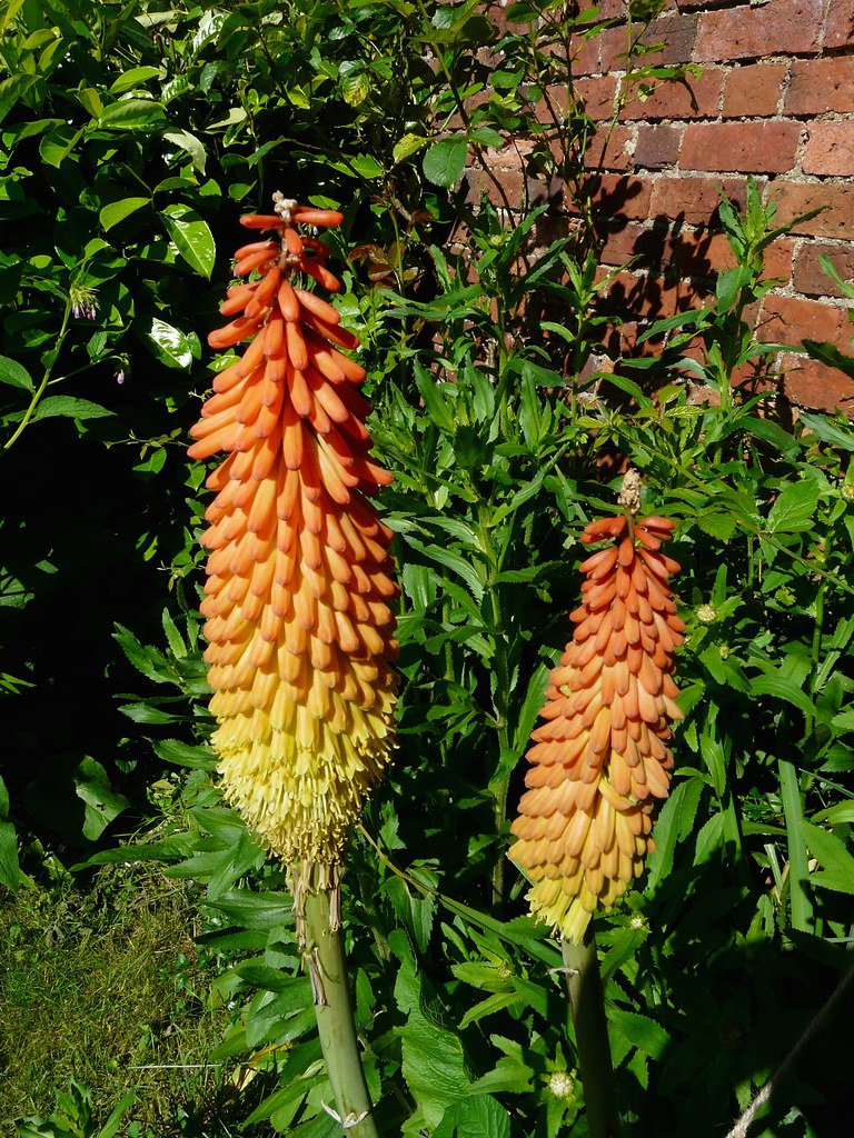 RED HOT POKERS CLIMBING ROSES , LADY BIRDS. NEST OF SPIDERS ? GERANIUMS