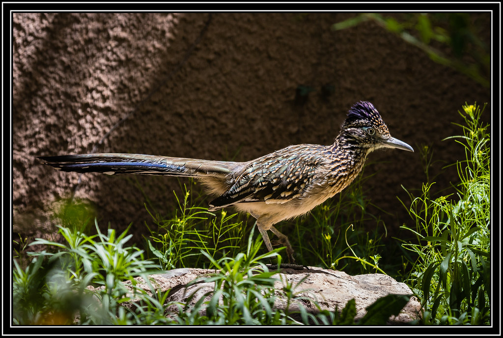 Greater Roadrunner Carlsbad, NM Gardens Greater Roadru… Flickr