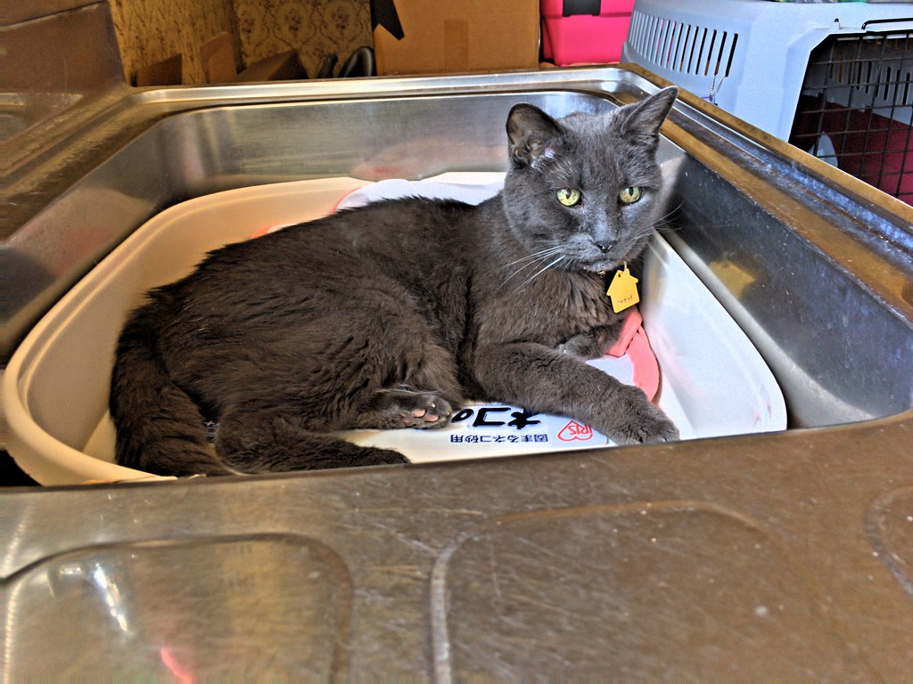 Cat in a Litter Box in a Sink Bonkers enjoying his rest
