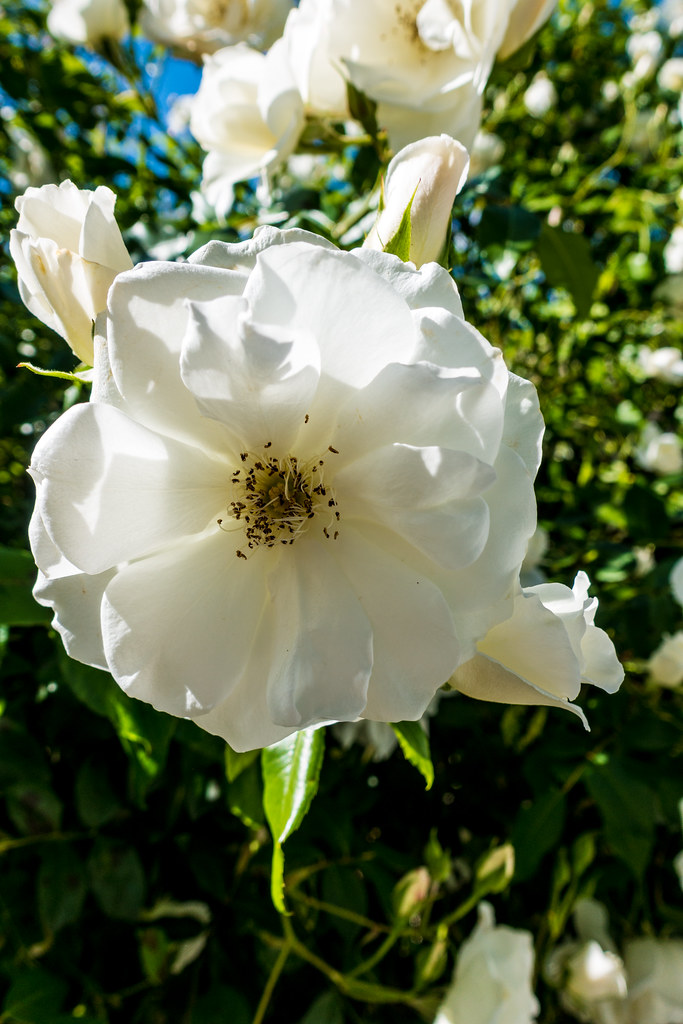 Rose Elk Grove, California. Randy Herring Flickr