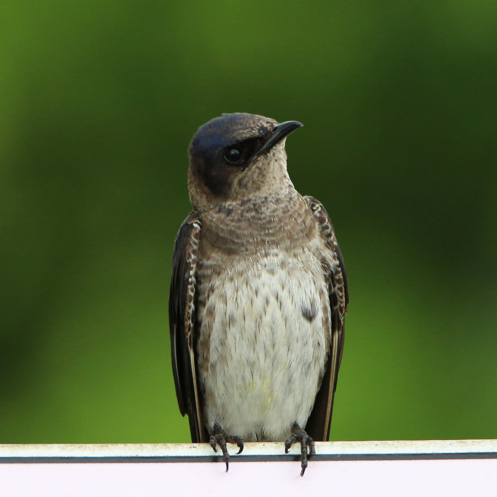 Purple Martin 20170612, Homesteadpurple martin house, … W + S