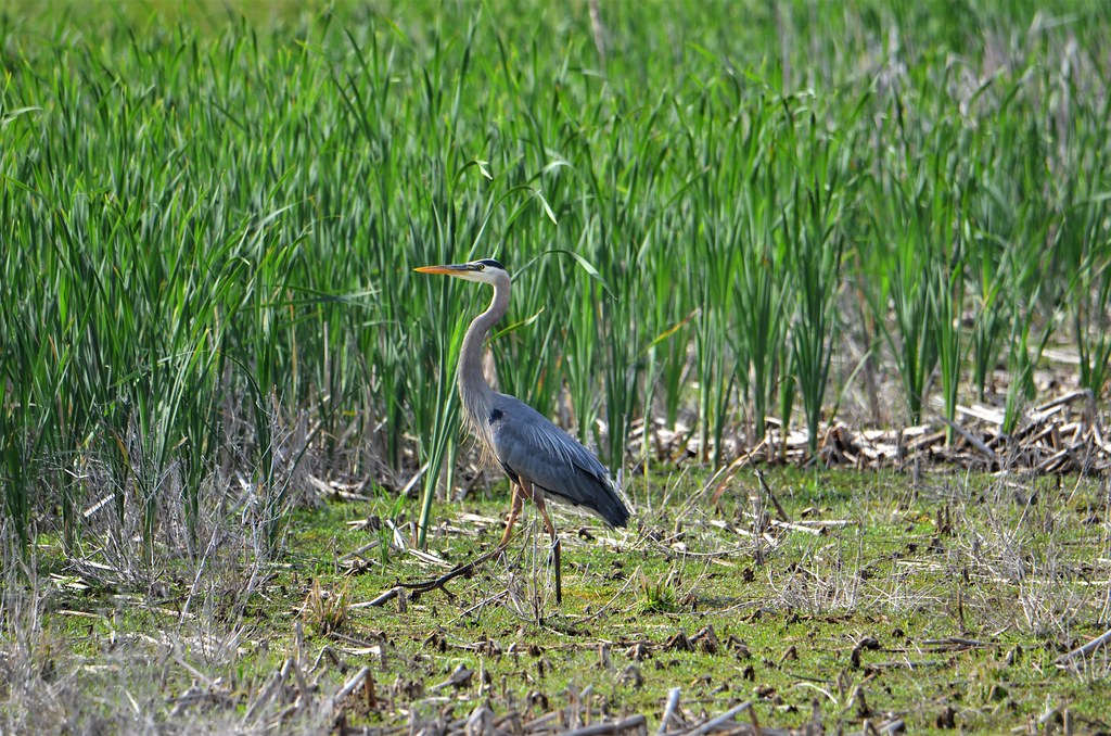 Great Blue Heron, Minnesota, Sherburne County, Sherburne N… Flickr