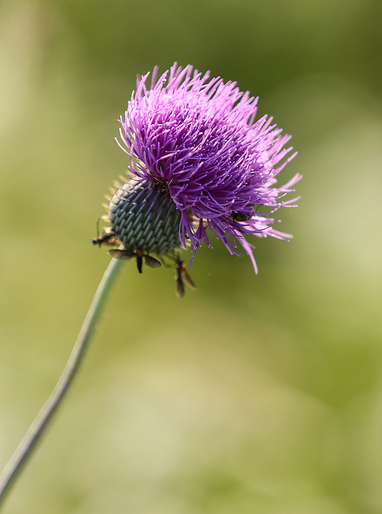 Texas Thistle A Texas thistle (Cirsium texanum) blooms alo… Flickr