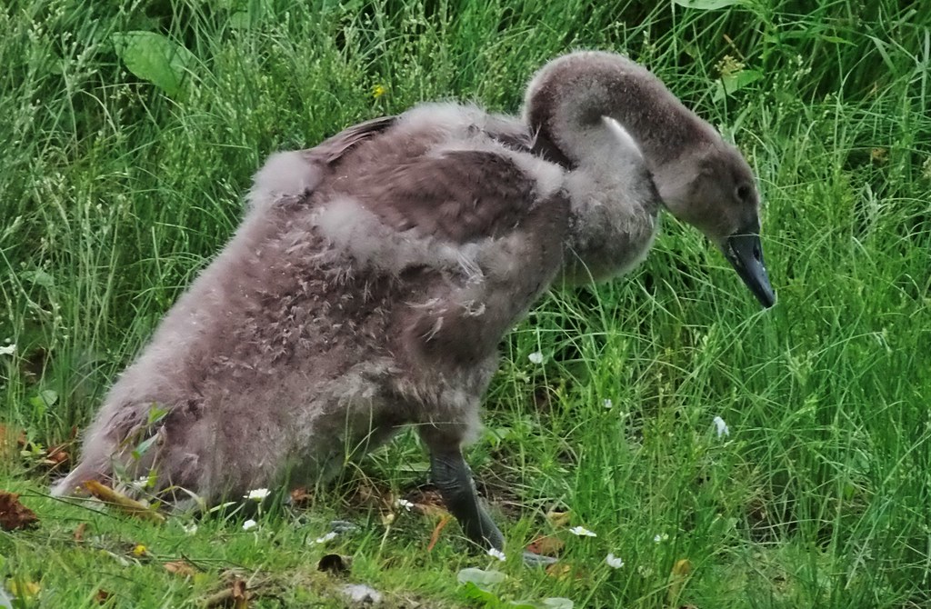 aka ugly duckling. Joe Harte Flickr