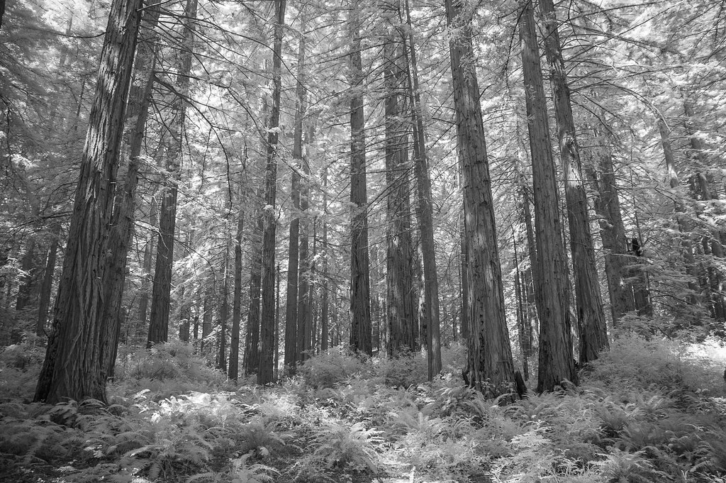 Bolinas Ridge_07122017145 James Thomason Flickr